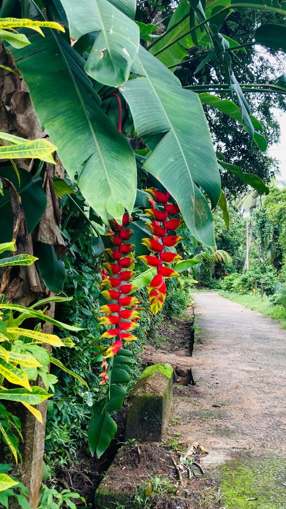 Dosemo Cabana Induruwa Exteriér fotografie